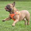 American River Choke Free Harness Hawaiian Trim