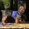 Fabric Dog Harness with Leash