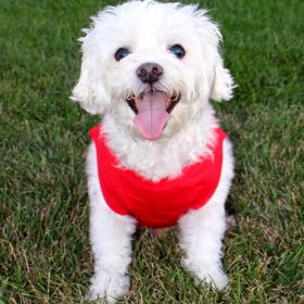 Cotton Dog Tank (Color: Flame Scarlet Red, Size: 2X-Large)