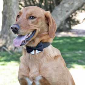 Universal Dog Bow Tie (Color: Black with Starter Collar, Size: X-Large)