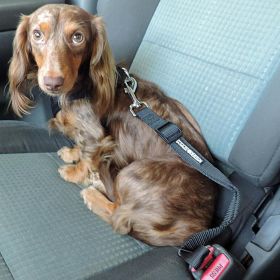 Seat Belt Strap Dog Car Leash (Size: One Size)