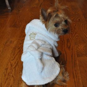 White Gold Crown Cotton Dog Bathrobe by Doggie Design (Size: Small)